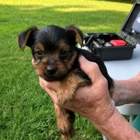 Sparky, a male Yorkshire Terrier for sale in Burr Oak, MI – 1 of 2