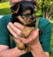 Trixie , a female Yorkshire Terrier for sale in Burr Oak, MI – 2 of 2