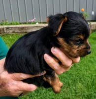 Daisy , a female Yorkshire Terrier for sale in Burr Oak, MI – 2 of 2
