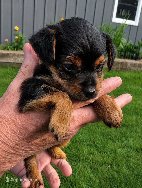 Daisy  – Yorkshire Terrier puppy for sale in Burr Oak, MI