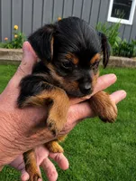 Daisy , a female Yorkshire Terrier for sale in Burr Oak, MI – 1 of 2