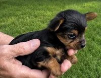 Sparky, a male Yorkshire Terrier for sale in Burr Oak, MI – 2 of 2
