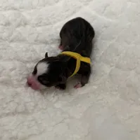 Denali, a male Miniature Australian Shepherd and Miniature Bernedoodle for sale in Inola, OK – Photo 6 of 10