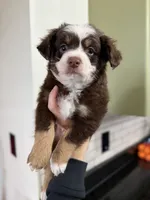 Denali, a male Miniature Australian Shepherd and Miniature Bernedoodle for sale in Inola, OK – Photo 4 of 10