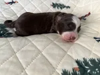Denali, a male Miniature Australian Shepherd and Miniature Bernedoodle for sale in Inola, OK – Photo 10 of 10