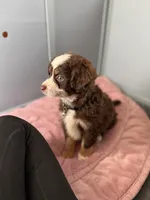 Denali, a male Miniature Australian Shepherd and Miniature Bernedoodle for sale in Inola, OK – Photo 3 of 10