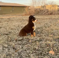 Denali, a male Miniature Australian Shepherd and Miniature Bernedoodle for sale in Inola, OK – Photo 2 of 10