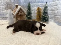 Denali, a male Miniature Australian Shepherd and Miniature Bernedoodle for sale in Inola, OK – Photo 8 of 10