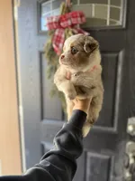 Sinai, a male Miniature Australian Shepherd and Miniature Bernedoodle for sale in Inola, OK – Photo 8 of 10