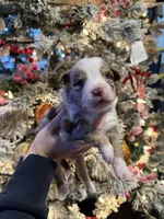 Sinai, a male Miniature Australian Shepherd and Miniature Bernedoodle for sale in Inola, OK – Photo 5 of 10