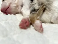 Sinai, a male Miniature Australian Shepherd and Miniature Bernedoodle for sale in Inola, OK – Photo 6 of 10