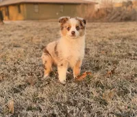 Sinai, a male Miniature Australian Shepherd and Miniature Bernedoodle for sale in Inola, OK – Photo 1 of 10