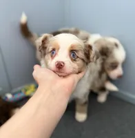 Sinai, a male Miniature Australian Shepherd and Miniature Bernedoodle for sale in Inola, OK – Photo 2 of 10