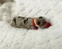 Sinai, a male Miniature Australian Shepherd and Miniature Bernedoodle for sale in Inola, OK – Photo 7 of 10