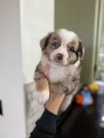 Olympus, a male Miniature Australian Shepherd and Miniature Bernedoodle for sale in Inola, OK – Photo 4 of 10