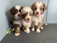 Olympus, a male Miniature Australian Shepherd and Miniature Bernedoodle for sale in Inola, OK – Photo 6 of 10