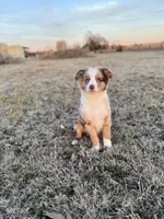 Olympus, a male Miniature Australian Shepherd and Miniature Bernedoodle for sale in Inola, OK – Photo 1 of 10