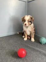 Olympus, a male Miniature Australian Shepherd and Miniature Bernedoodle for sale in Inola, OK – Photo 3 of 10