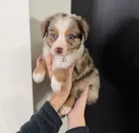 Olympus, a male Miniature Australian Shepherd and Miniature Bernedoodle for sale in Inola, OK – Photo 2 of 10