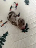 Olympus, a male Miniature Australian Shepherd and Miniature Bernedoodle for sale in Inola, OK – Photo 8 of 10