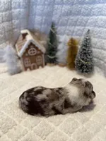 Olympus, a male Miniature Australian Shepherd and Miniature Bernedoodle for sale in Inola, OK – Photo 10 of 10