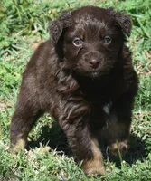 Huxley, a male Australian Shepherd for sale in Nowata, OK – Photo 2 of 9