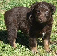Huxley, a male Australian Shepherd for sale in Nowata, OK – Photo 9 of 9