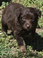 Huxley, a male Australian Shepherd for sale in Nowata, OK – Photo 7 of 9