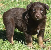 Huxley, a male Australian Shepherd for sale in Nowata, OK – Photo 8 of 9