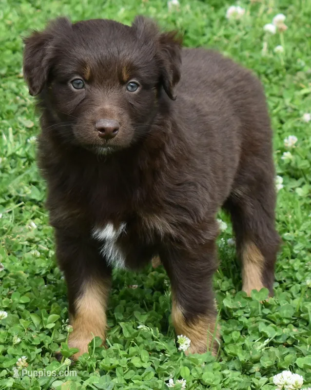Huxley – Australian Shepherd puppy for sale in Nowata, OK