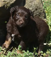 Huxley, a male Australian Shepherd for sale in Nowata, OK – Photo 5 of 9