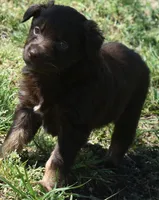 Huxley, a male Australian Shepherd for sale in Nowata, OK – Photo 3 of 9