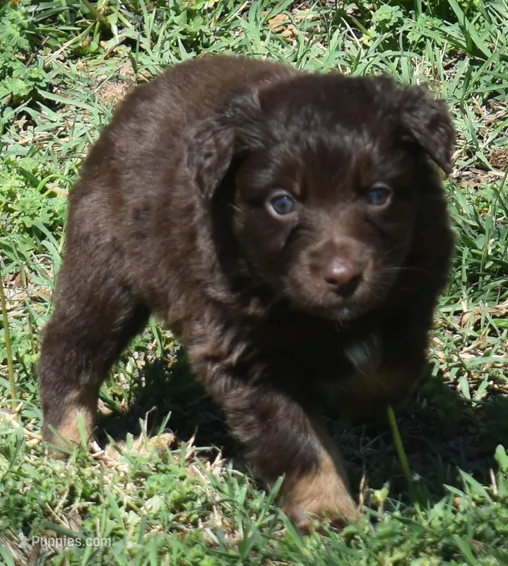 Huxley – Australian Shepherd puppy for sale in Nowata, OK