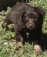 Huxley, a male Australian Shepherd for sale in Nowata, OK – Photo 6 of 9