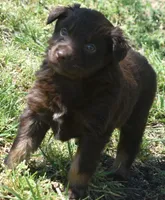 Huxley, a male Australian Shepherd for sale in Nowata, OK – Photo 4 of 9