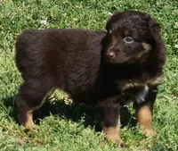 Sienna, a female Australian Shepherd for sale in Nowata, OK – Photo 4 of 10