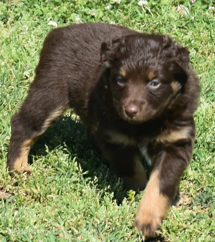 Sienna – Australian Shepherd puppy for sale in Nowata, OK