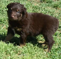Sienna, a female Australian Shepherd for sale in Nowata, OK – Photo 9 of 10
