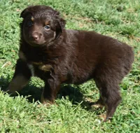 Sienna, a female Australian Shepherd for sale in Nowata, OK – Photo 2 of 10