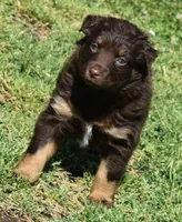 Sienna, a female Australian Shepherd for sale in Nowata, OK – Photo 10 of 10