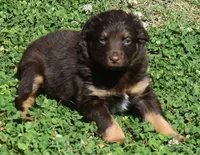 Sienna, a female Australian Shepherd for sale in Nowata, OK – Photo 6 of 10