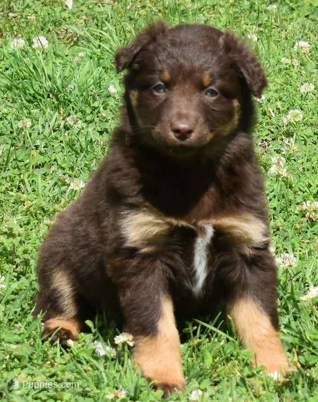 Sienna – Australian Shepherd puppy for sale in Nowata, OK