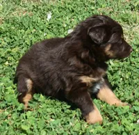 Sienna, a female Australian Shepherd for sale in Nowata, OK – Photo 7 of 10