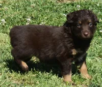 Sienna, a female Australian Shepherd for sale in Nowata, OK – Photo 3 of 10