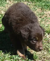 Clancy, a male Australian Shepherd for sale in Nowata, OK – Photo 3 of 9