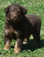 Clancy, a male Australian Shepherd for sale in Nowata, OK – Photo 9 of 9