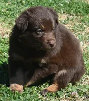 Clancy, a male Australian Shepherd for sale in Nowata, OK – Photo 2 of 9