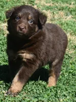 Clancy, a male Australian Shepherd for sale in Nowata, OK – Photo 5 of 9