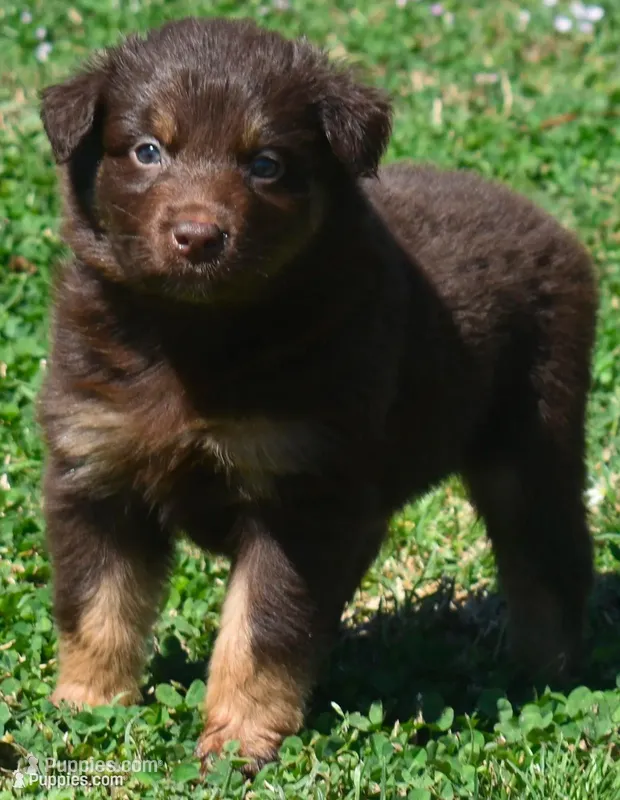 Clancy – Australian Shepherd puppy for sale in Nowata, OK