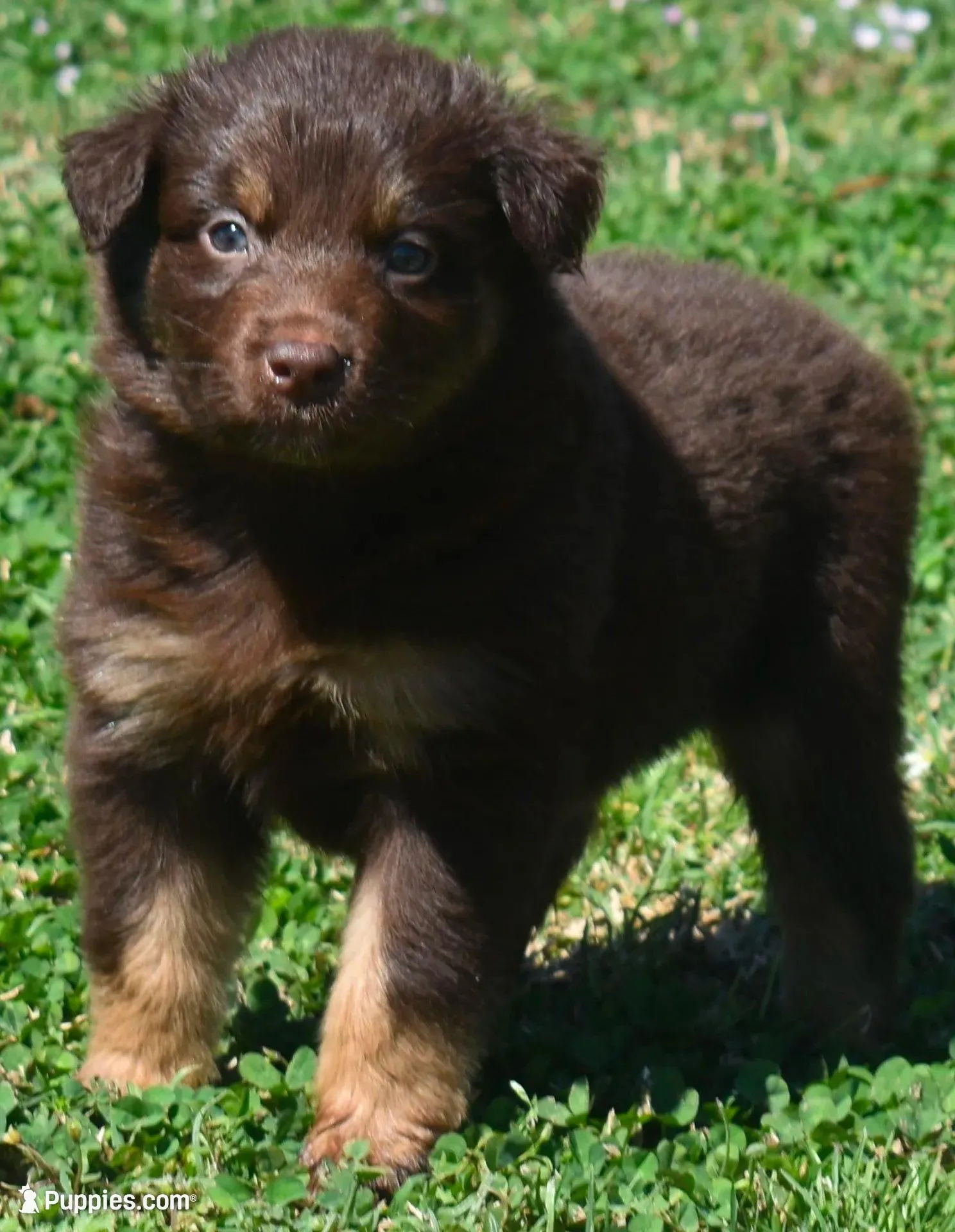 Clancy, a male Australian Shepherd for sale in Nowata, OK – Photo 1 of 9